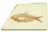 Detailed Fossil Fish (Knightia) - Wyoming #379446-1